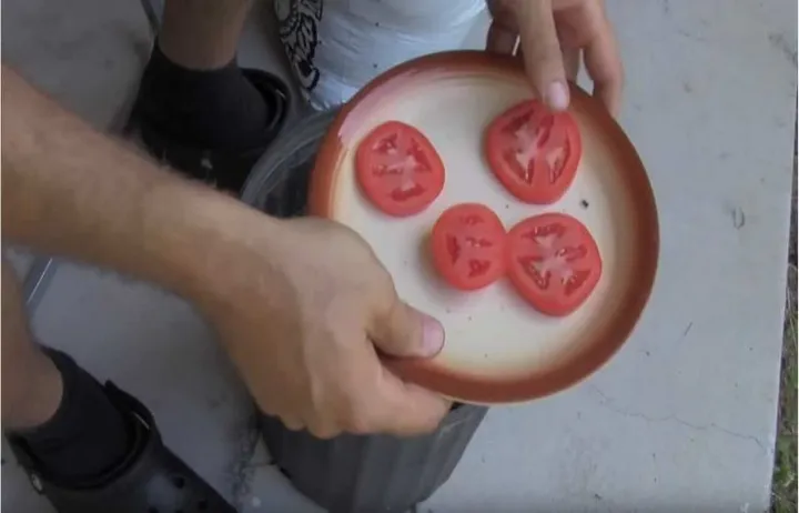 tomaten kweken