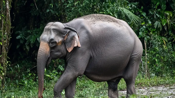 Un elefante pide ayuda a un fotógrafo - La increíble verdad al descubierto