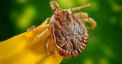 RIVM doet grootschalig onderzoek naar nieuw tekenvirus