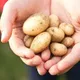 5 cose che puoi pulire con le patate