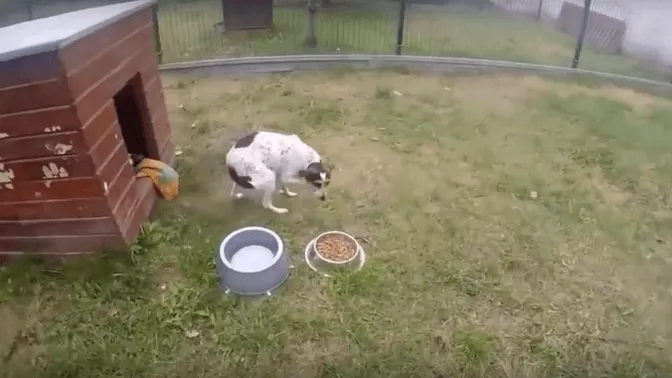 VIDEO: deze hond leefde opgesloten in een kooi, moet je haar zien als ze voor het eerst gras onder haar pootjes voelt...!
