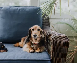 Dit is hoelang je je hond maximaal alleen thuis kunt laten