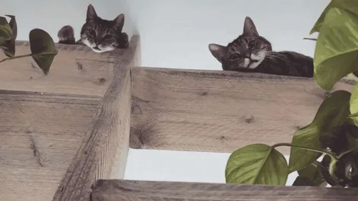 30 Tipps für Katzenbesitzer: Ihr Leitfaden zum Verstehen und Pflegen Ihrer Katze