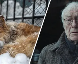 Elderly Man Rescues Dog During Snowstorm and Makes a Heartwarming Discovery