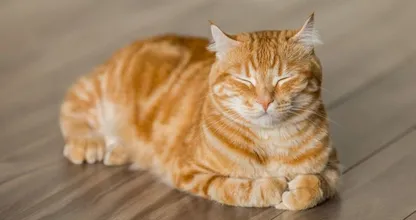 DEZE 7 tekenen laten zien dat je kat écht van je houdt, vooral #4 verwacht je niet!
