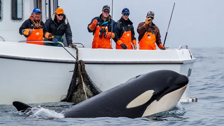 Orca umkreist Boot im offenen Wasser – als es auftaucht, sieht die Besatzung, was auf seinem Rücken ist