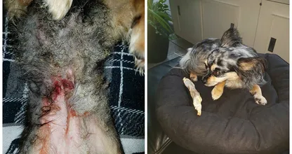 OPROEP: deze vrouw zoekt de 'idioot' die dit bij haar hondje heeft gedaan! Help met zoeken en deel svp!