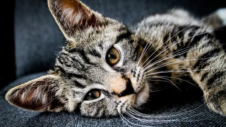 Heeft je kat vlooien? Zo verhelp je dat op een natuurlijke manier