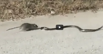 Kijk wat deze rat doet om zijn kleintje te redden. Wat een held!