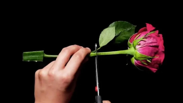 Per far crescere le rose più belle, inserisci un gambo di rosa in una foglia di aloe vera