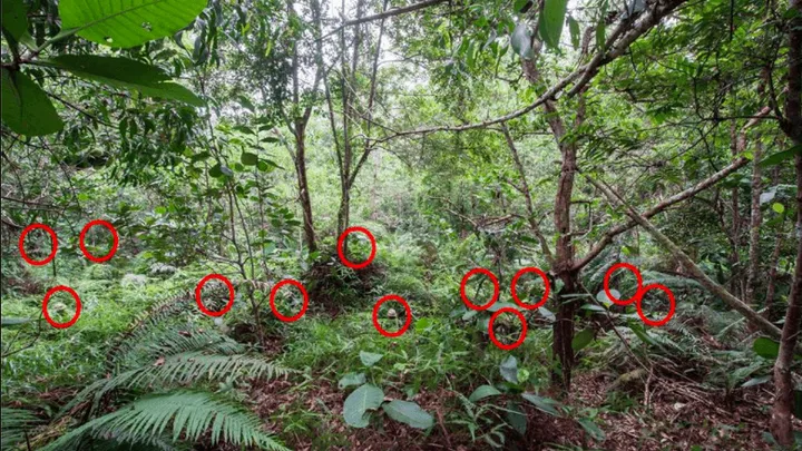 Spot jij de twaalf perfect gecamoufleerde mannen in deze woeste jungle? Deze is pittig, succes!