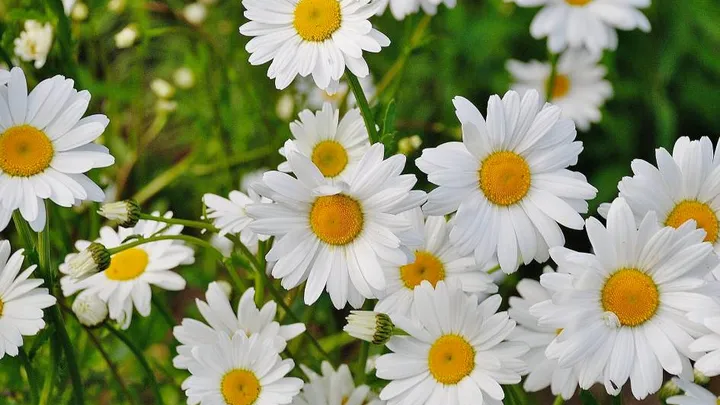 Madeliefje is de Nationale Bloem van Nederland
