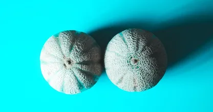 Grotere kans op terminale borstkanker bij vrouwen die hun borsten niet mooi vinden