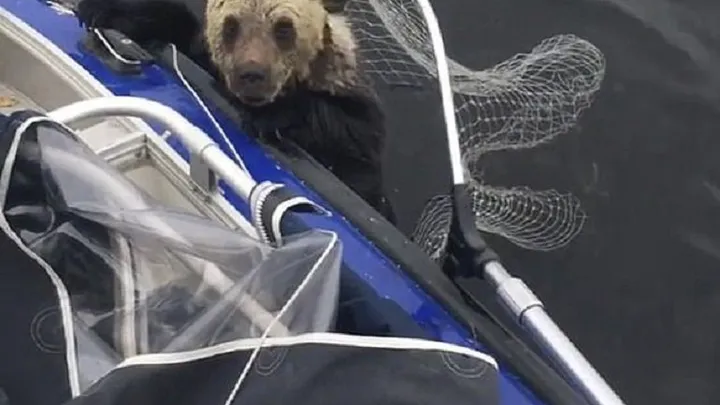 Bärenmutter lässt erschöpfte Jungen zum Ertrinken hinter sich; bis Angler diesen Rettungsversuch starten