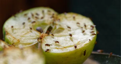 Zo ben je binnen de kortste keren van fruitvliegjes af