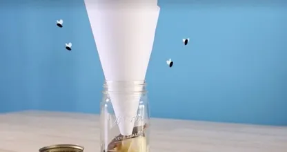 Here are 5 easy ways to catch fruit flies in your home