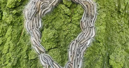 De eikenprocessierups: dit is wat je over die dieren moet weten