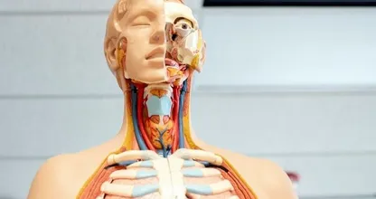 Lymfeklierkanker: zo herken je de belangrijkste symptomen