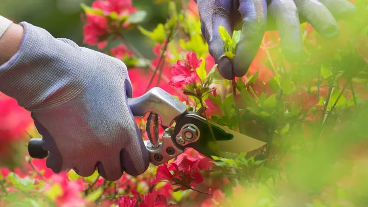 Oei: deze drie planten moet je niet snoeien in de maand juni
