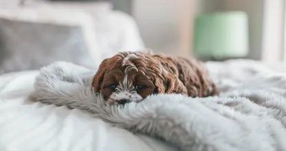 Is jouw hond bang voor onweer? 5 tips om je viervoeter te helpen