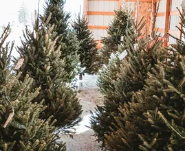 Einde van een tijdperk: geen kerstbomen voor 1 euro meer bij IKEA