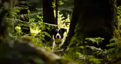 Farmer Finds His Missing Dog After 8 Months – When He Gets Closer He Turns Pale