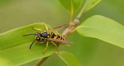 Aha! Dit is waarom je zo weinig wespen ziet dit jaar