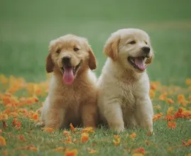 Onderzoek: opvoeden van een puppy is net zo zwaar als opvoeden van een kind