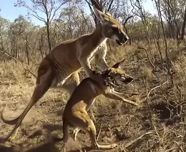 Un canguro afferra un cane e scappa: le rivelazioni degli abitanti del luogo vi sorprenderanno!