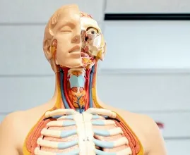 Lymfeklierkanker: zo herken je de belangrijkste symptomen