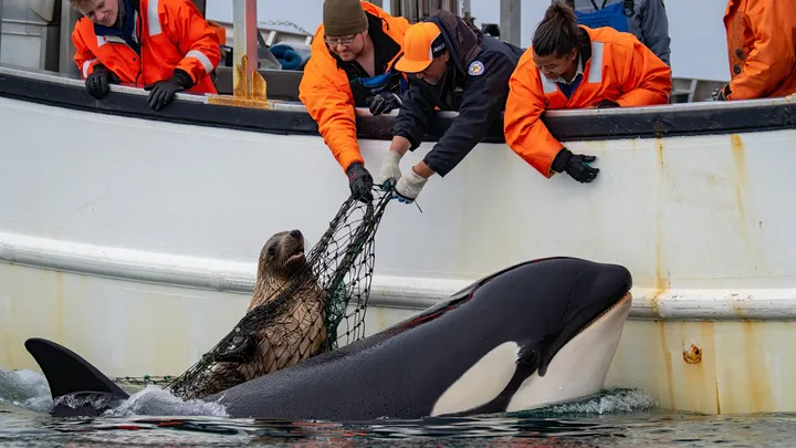 Orca umkreist Boot im offenen Wasser – als es auftaucht, sieht die Besatzung, was auf seinem Rücken ist