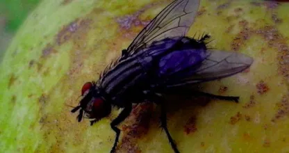 Vous avez des mouches dans votre maison ? De cette façon, vous pouvez rapidement les chasser