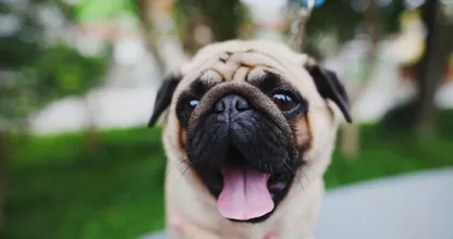 Is je hond een beetje te dik? Maak hem blij met deze gezonde traktatie