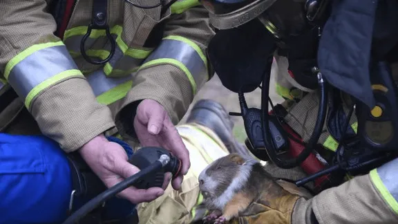 VIDEO: deze hamster en cavia leven nog dankzij onze brandweer, wat een helden! Dit moet je zien!