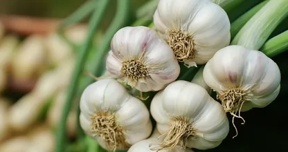 Garlic: The Mighty Bulb with Everyday Superpowers