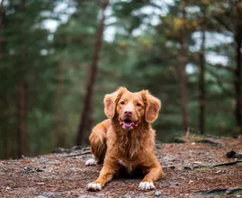 Waarschuwing: eikenprocessierups extra gevaarlijk voor honden