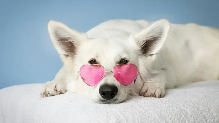 Wow! Dít kost jouw hond je per maand