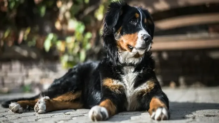 7 Words That Dogs Can Understand (And 4 That No Dog Can)
