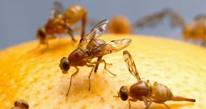 Ah, so that's where fruit flies come from and THIS is how you get rid of them!