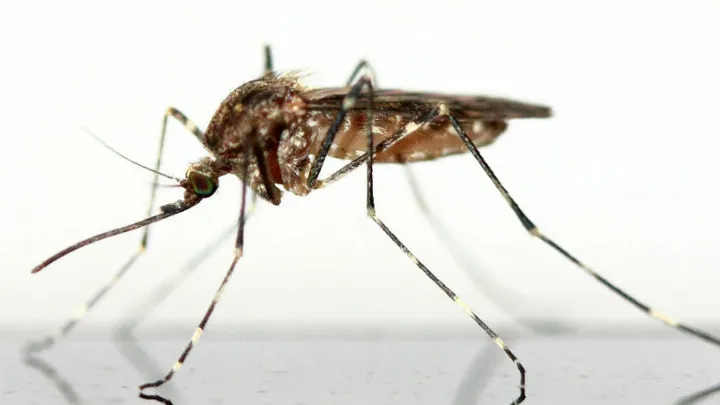 Durch diese 4 Insekten-Experten Tricks sticht dich heute keine Mücke mehr