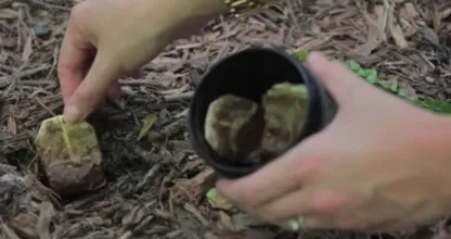 Enterrez vos sachets de thé dans votre jardin et voici ce qu’il se passe ! Incroyable !