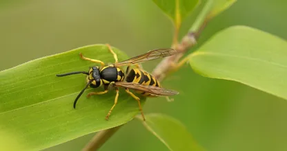 Wat moet je doen als je gestoken wordt door een wesp?