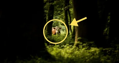 Un granjero encuentra una vaca desaparecida después de 8 meses - Cuando se acerca, se vuelve pálida