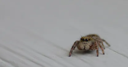 Get rid of spiders by putting this plant in your home