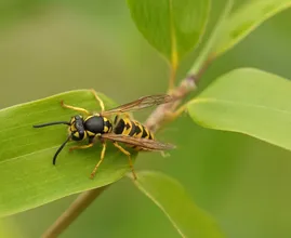 Aha! Dit is waarom je zo weinig wespen ziet dit jaar