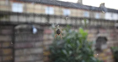 Iehhh: waarom je de komende tijd meer spinnen in huis ziet