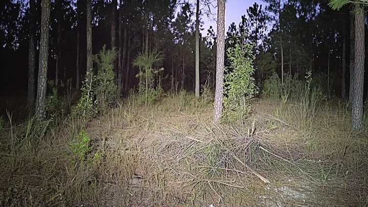 Mann dachte, er hätte einen Welpen im Wald gefunden - als die Tierärztin sie sieht, ruft sie die Polizei
