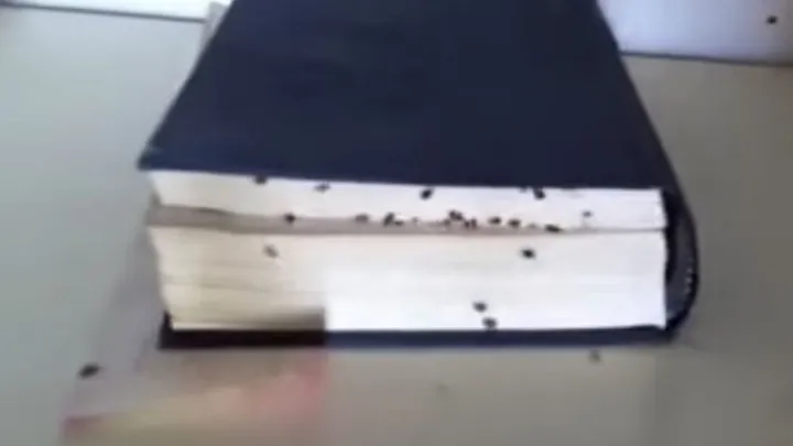 Nicht nur im Bett: Bettwanzen kann man also auch von diesen 4 unerwarteten Orten bekommen!