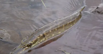 Snoek ingezet tegen illegale goudvissen in Arnhemse stadsbeek