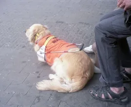 Hulphonden bekogeld met vuurwerk: ‘Een hond heeft de hele middag gebibberd’